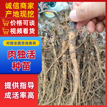 甘肃肉独活种苗基地直供品质保证，成活率高技术指导，发全国