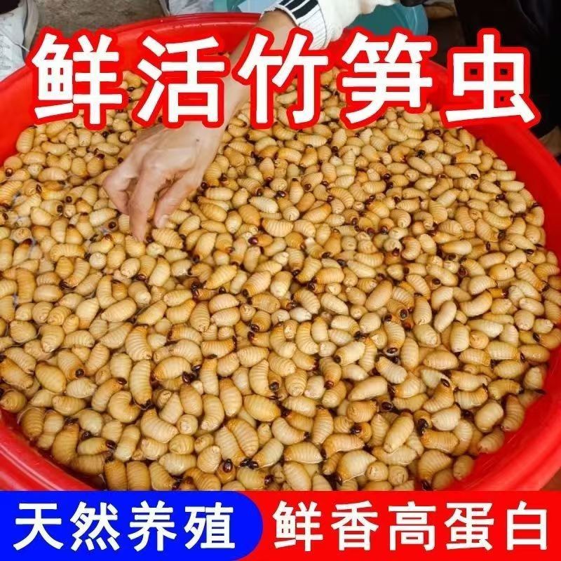 鲜活竹笋虫广东养殖基地直供质量保证货源充足欢迎订购