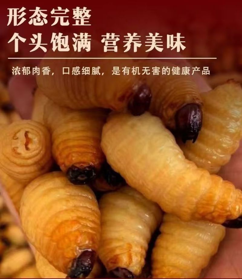 鲜活竹笋虫广东养殖基地直供质量保证货源充足欢迎订购