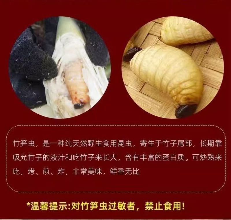 鲜活竹笋虫广东养殖基地直供质量保证货源充足欢迎订购