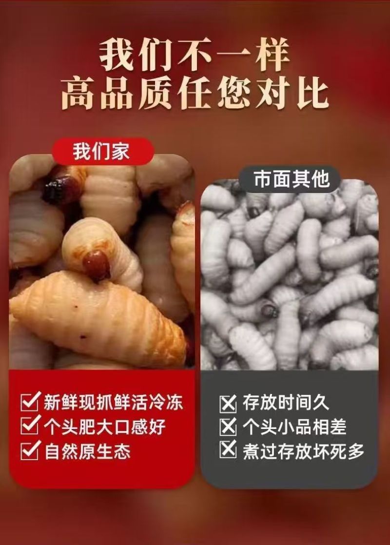 鲜活竹笋虫广东养殖基地直供质量保证货源充足欢迎订购