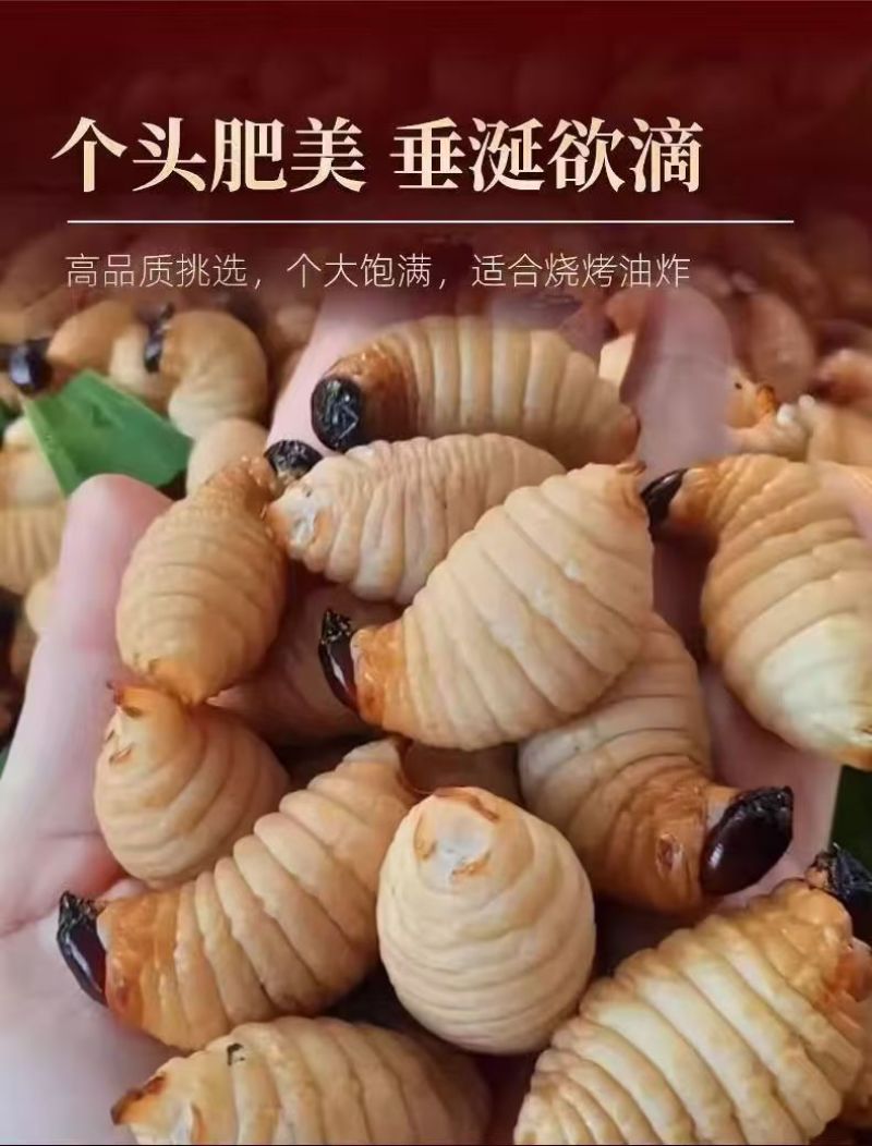 鲜活竹笋虫广东养殖基地直供质量保证货源充足欢迎订购