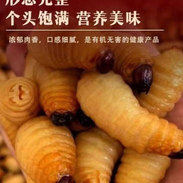 鲜活竹笋虫营养价值高人工养殖质量保证货源充足全国发货