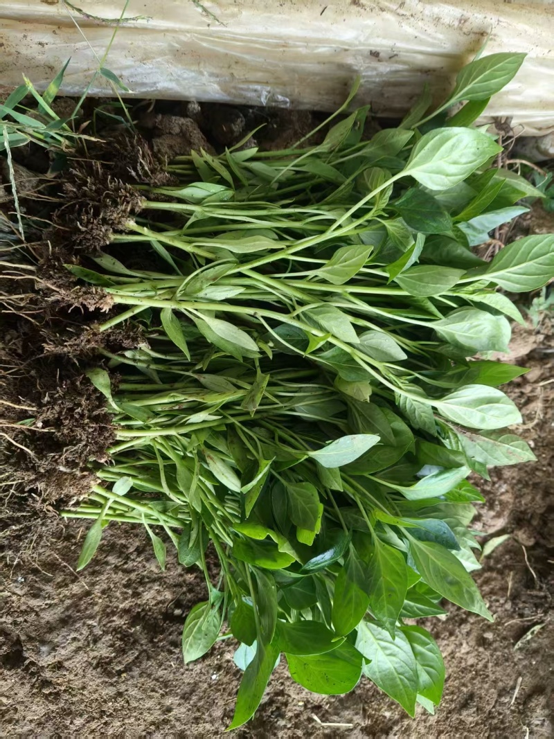 各种辣椒苗繁育基地承接全国各地订单！当天发货！保证成活率