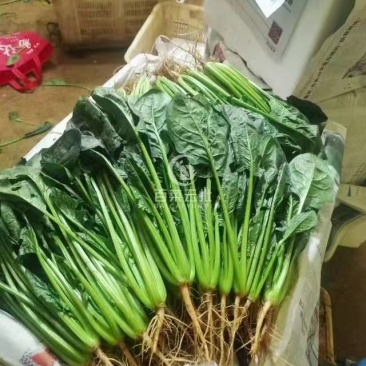 菠菜