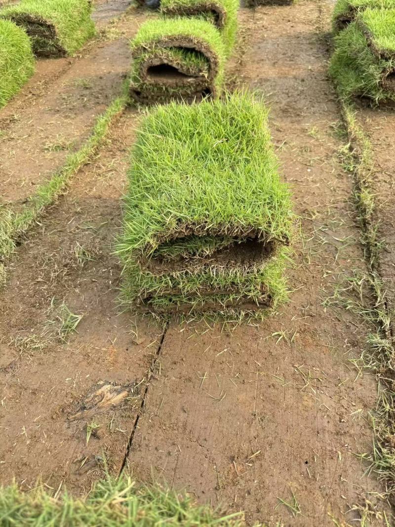 汕尾基地直供马尼拉草皮大叶油草台湾草工程绿化包配送
