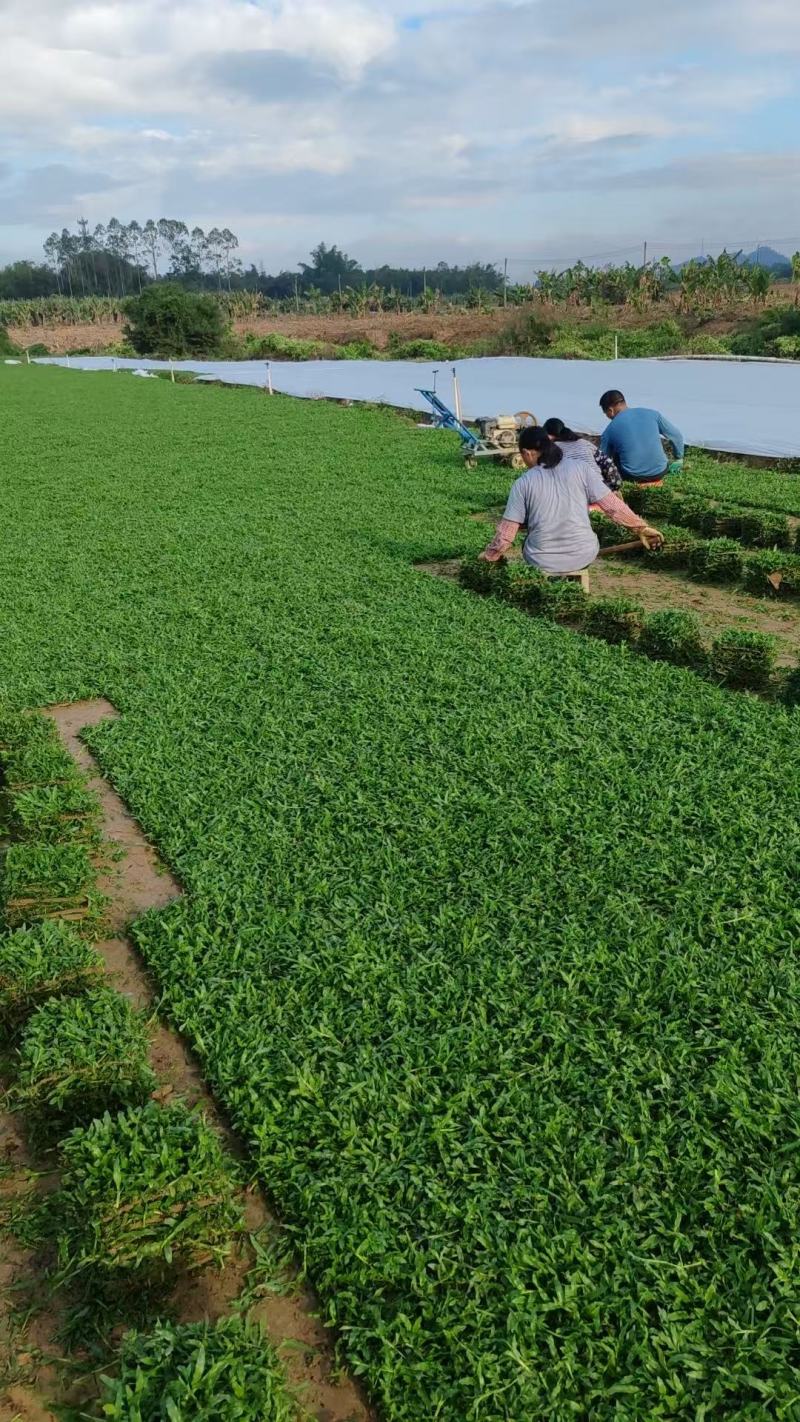 阳江就近发货草坪四季常青免修剪公园小区铺路专用