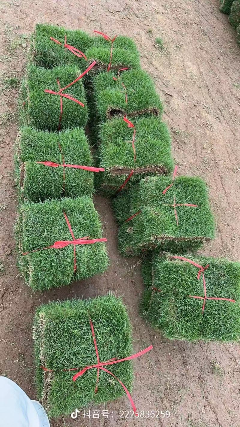 佛山现货草皮批发市政道路小区绿化就近专车配送