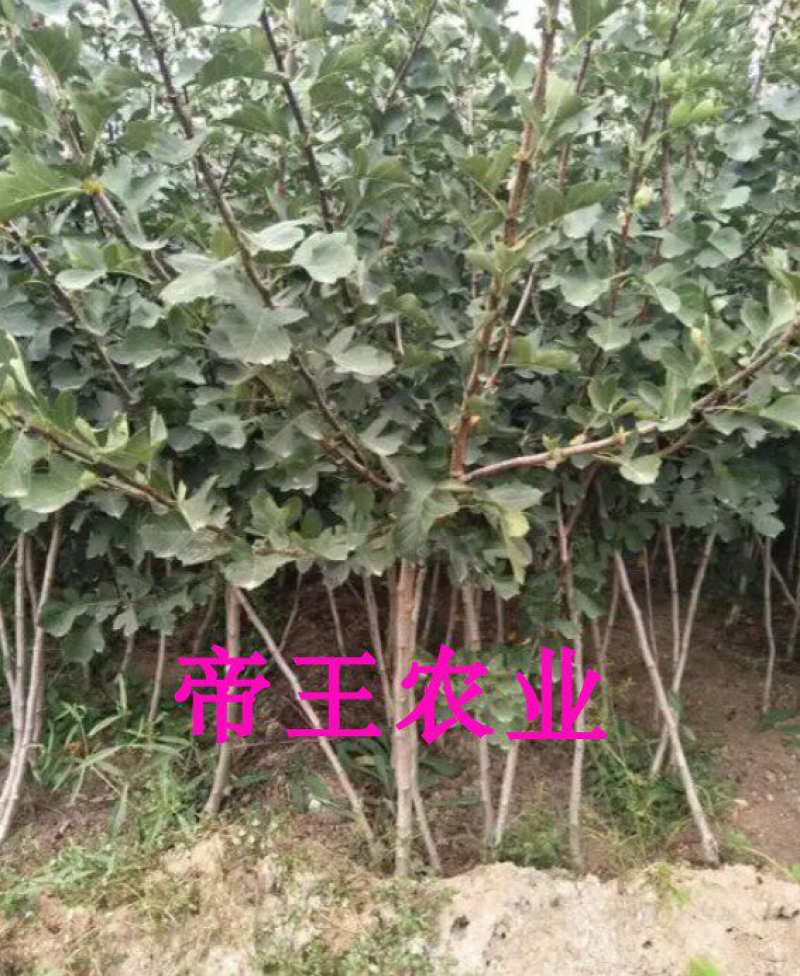 黄果山楂苗黄金大果山楂树苗黄山楂苗
