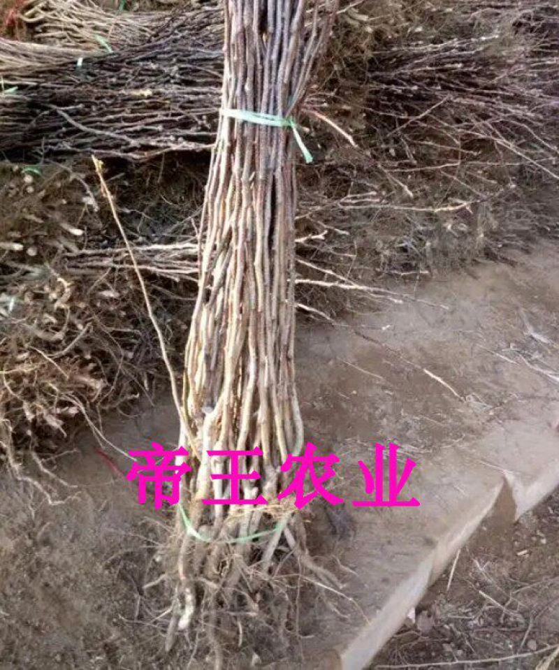 黄果山楂苗黄金大果山楂树苗黄山楂苗