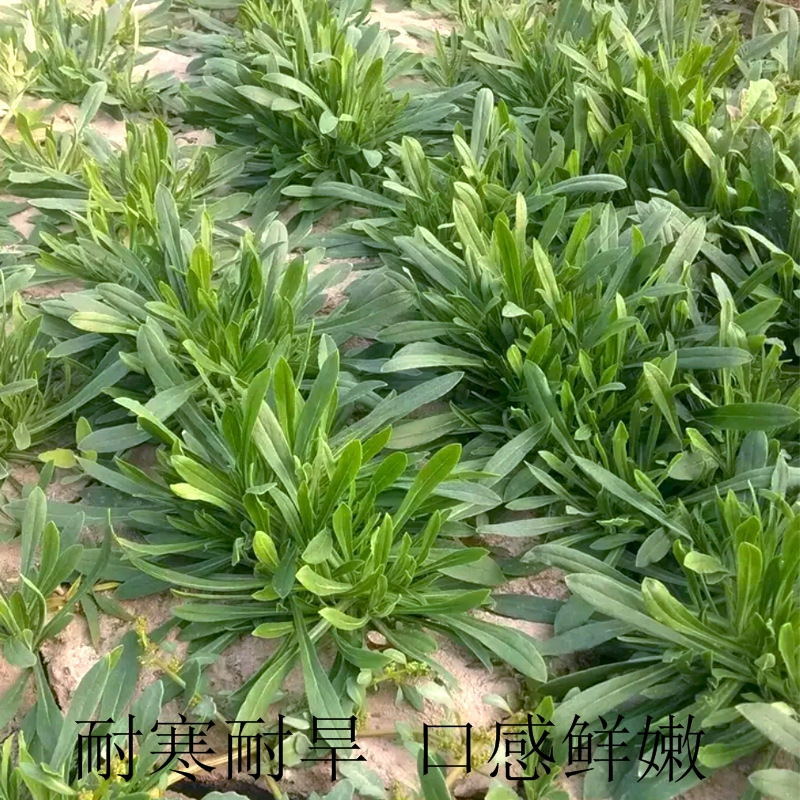 野菜种子～新收面条菜种子芽率保证人们都爱吃的野菜种子品种