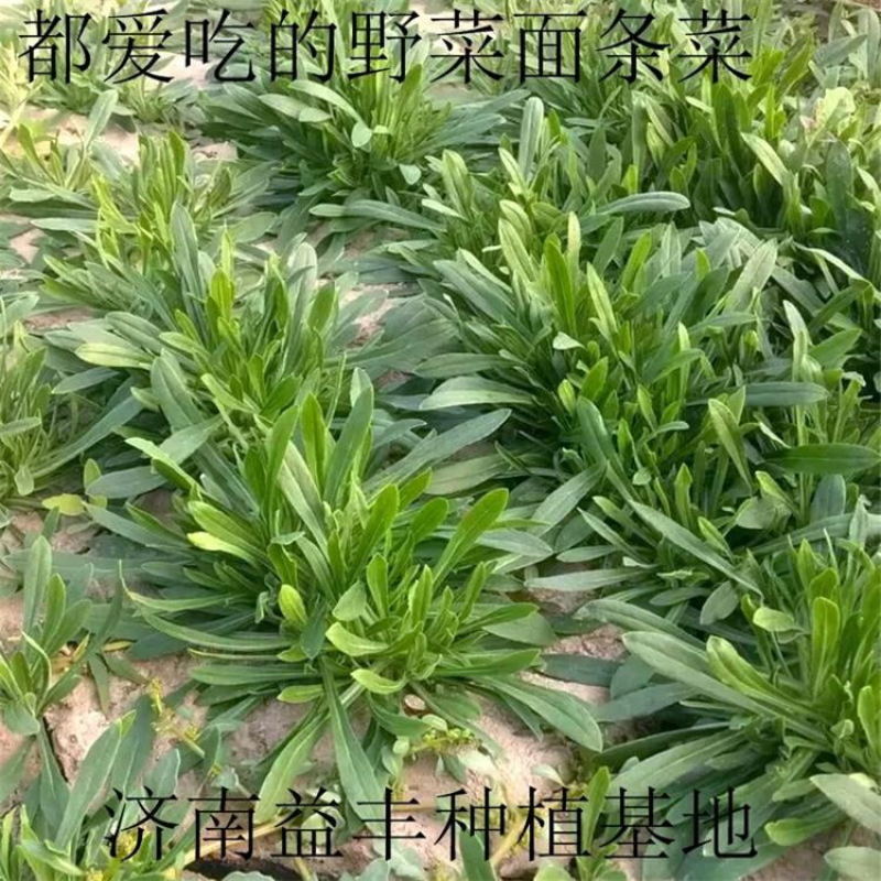 野菜种子～新收面条菜种子芽率保证人们都爱吃的野菜种子品种