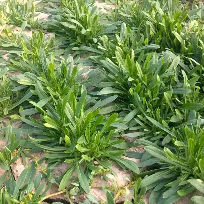 野菜种子～新收面条菜种子芽率保证人们都爱吃的野菜种子品种