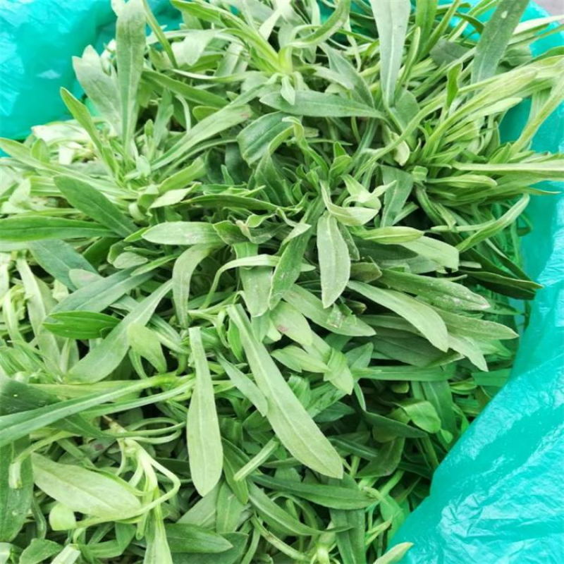野菜种子～新收面条菜种子芽率保证人们都爱吃的野菜种子品种