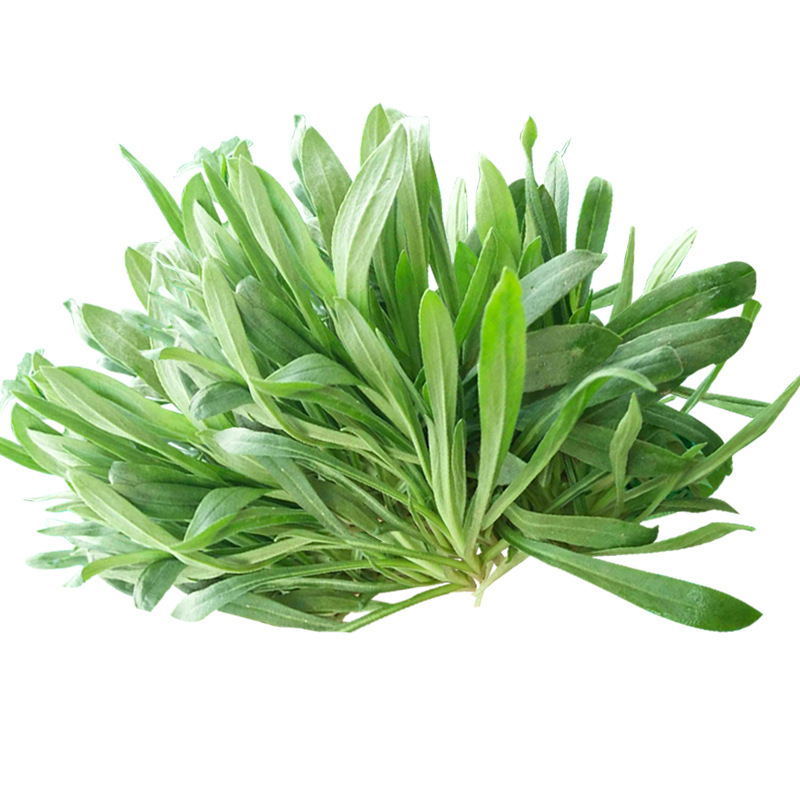 野菜种子～新收面条菜种子芽率保证人们都爱吃的野菜种子品种