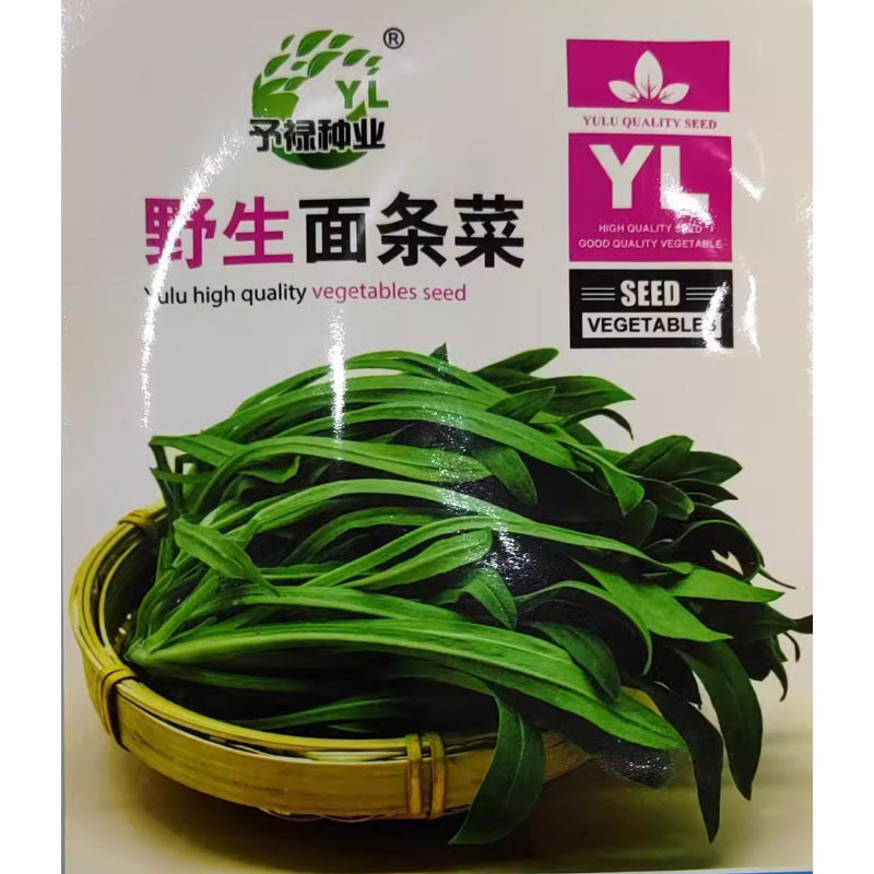 野菜种子～新收面条菜种子芽率保证人们都爱吃的野菜种子品种