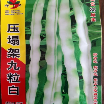 结的多九粒白种子-四季豆架豆种子保护地露天都可以