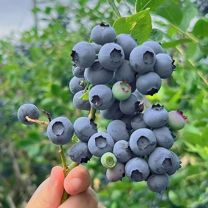 山东蓝莓新鲜蓝莓顺丰包邮抖音团购批发一件代发