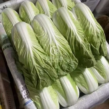 黄白