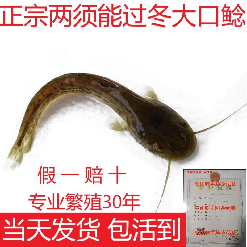 正宗大口鲶鱼苗免费技术指导养殖场直发价格优惠欢迎来电