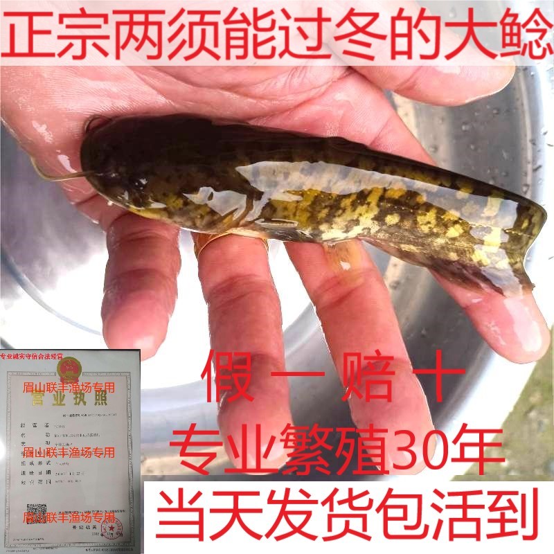 正宗大口鲶鱼苗免费技术指导养殖场直发价格优惠欢迎来电