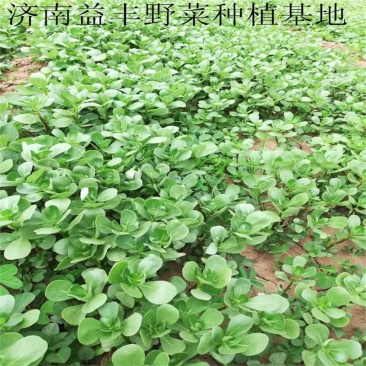 野菜种子批发马齿苋种子价格植株高大直立