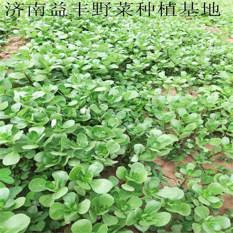野菜种子批发马齿苋种子价格植株高大直立