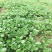 野菜种子批发马齿苋种子价格植株高大直立