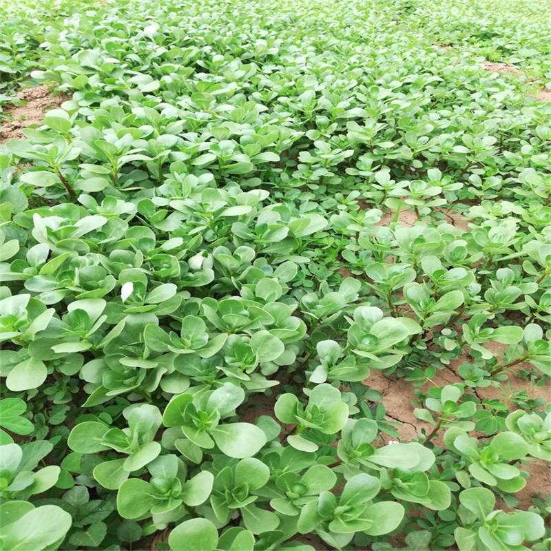 野菜种子批发马齿苋种子价格植株高大直立