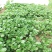 野菜种子批发马齿苋种子价格植株高大直立