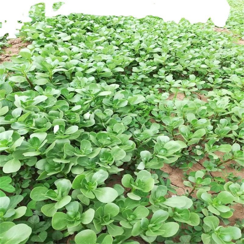 野菜种子批发马齿苋种子价格植株高大直立