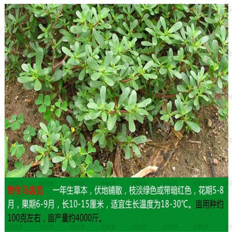 野菜种子批发马齿苋种子价格植株高大直立