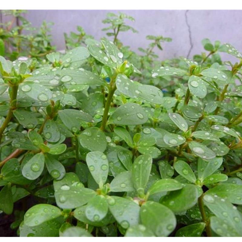 野菜种子批发马齿苋种子价格植株高大直立