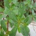 野菜种子批发马齿苋种子价格植株高大直立
