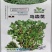 野菜种子批发马齿苋种子价格植株高大直立