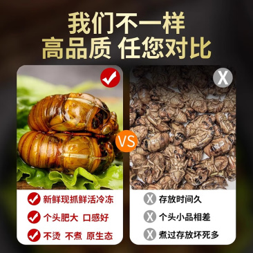 新鲜知了猴山东鲜活大个金蝉爬叉超大速冻产地直发