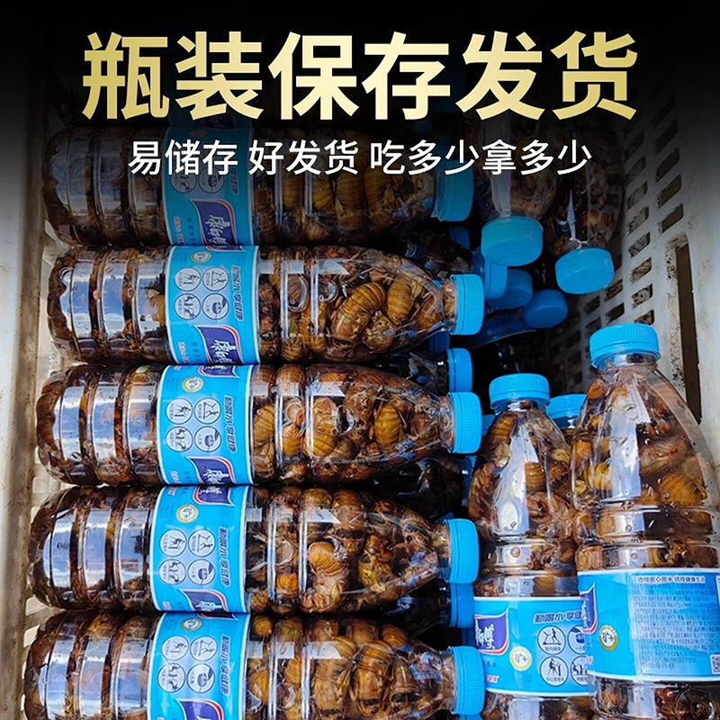 新鲜知了猴山东鲜活大个金蝉爬叉超大速冻产地直发
