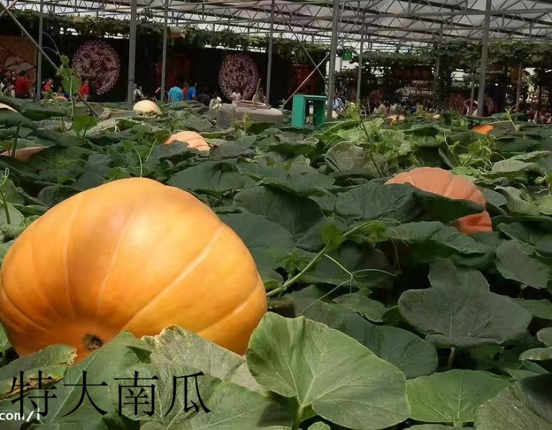 特大南瓜种子玩具南瓜一个能长到一两百斤的南瓜种子品种