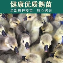 灰鹅苗大种灰鹅苗厂家直销防疫齐全一手货源没有中间商