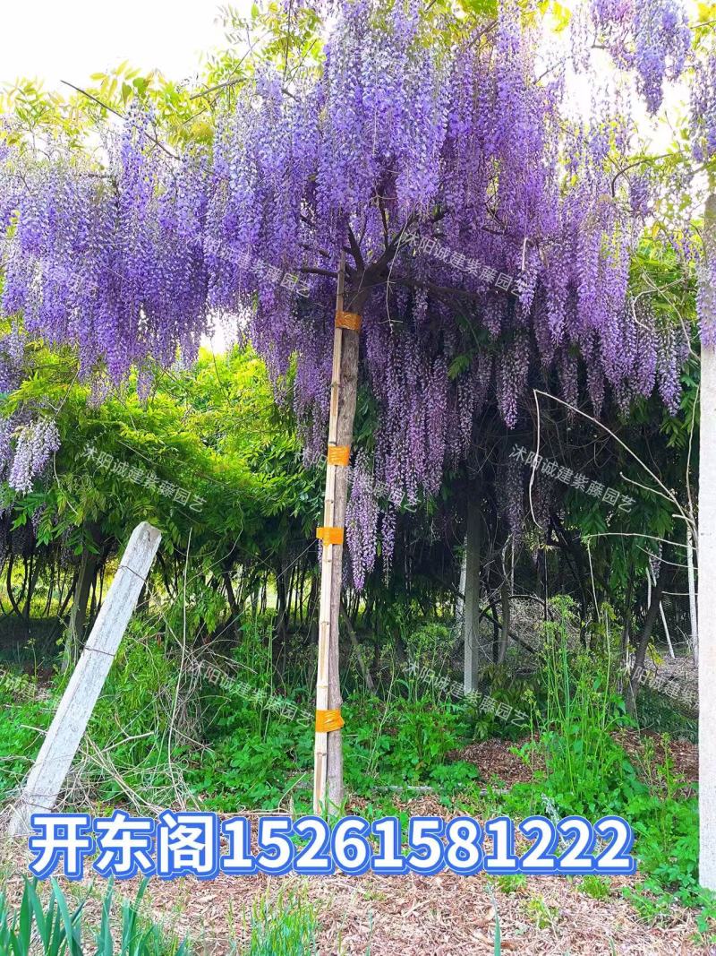 紫藤花树苗多少钱一棵-商品批发价格