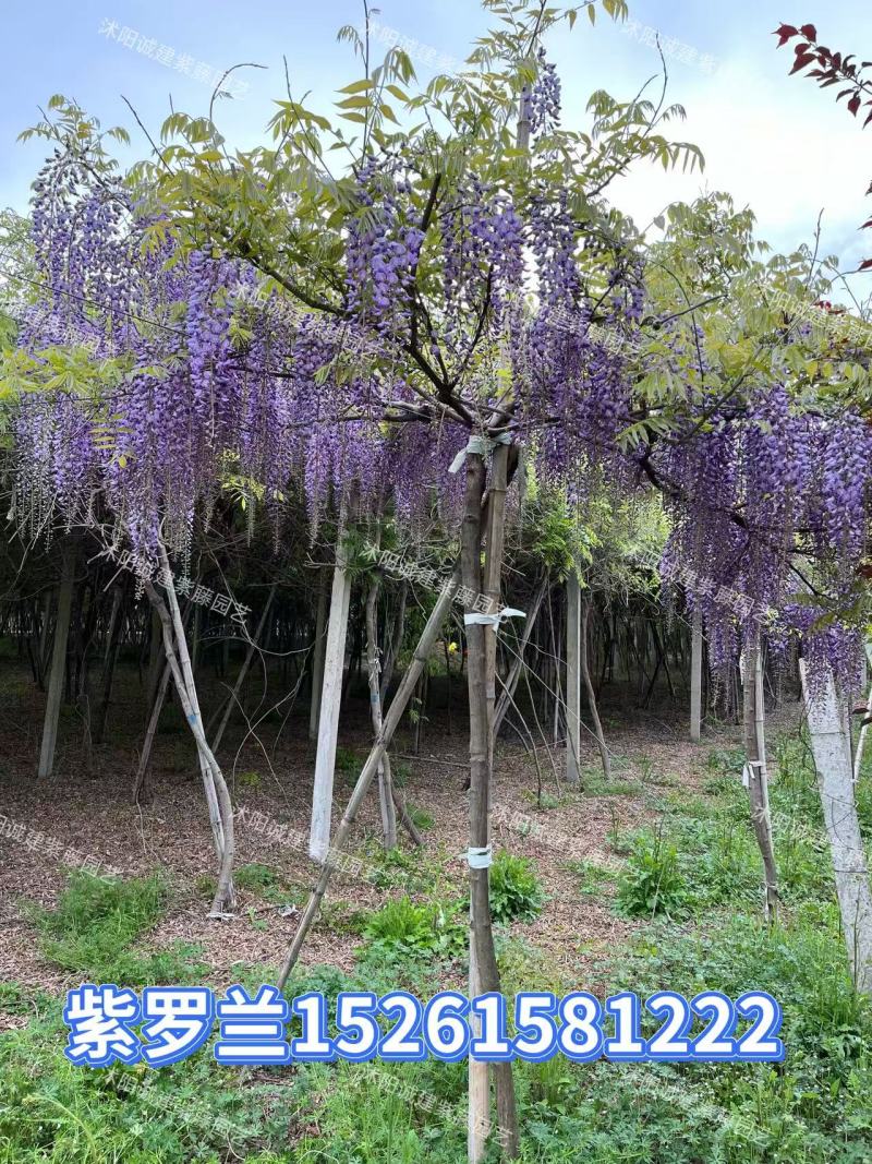 紫藤花树苗多少钱一棵-商品批发价格