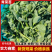 【实力推荐】青菜苔精品菜苔产地直发保质保量