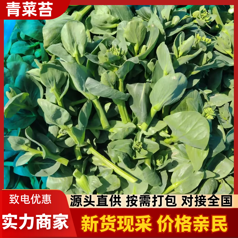 【实力推荐】青菜苔精品菜苔产地直发保质保量