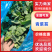 【精选】青菜苔精品菜苔产地直供按需包装对接全国