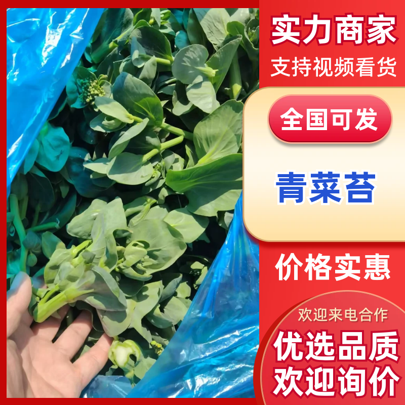 【精选】青菜苔精品菜苔产地直供按需包装对接全国