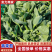 【推荐】青菜苔菜苔产地直发口感鲜嫩量大优惠