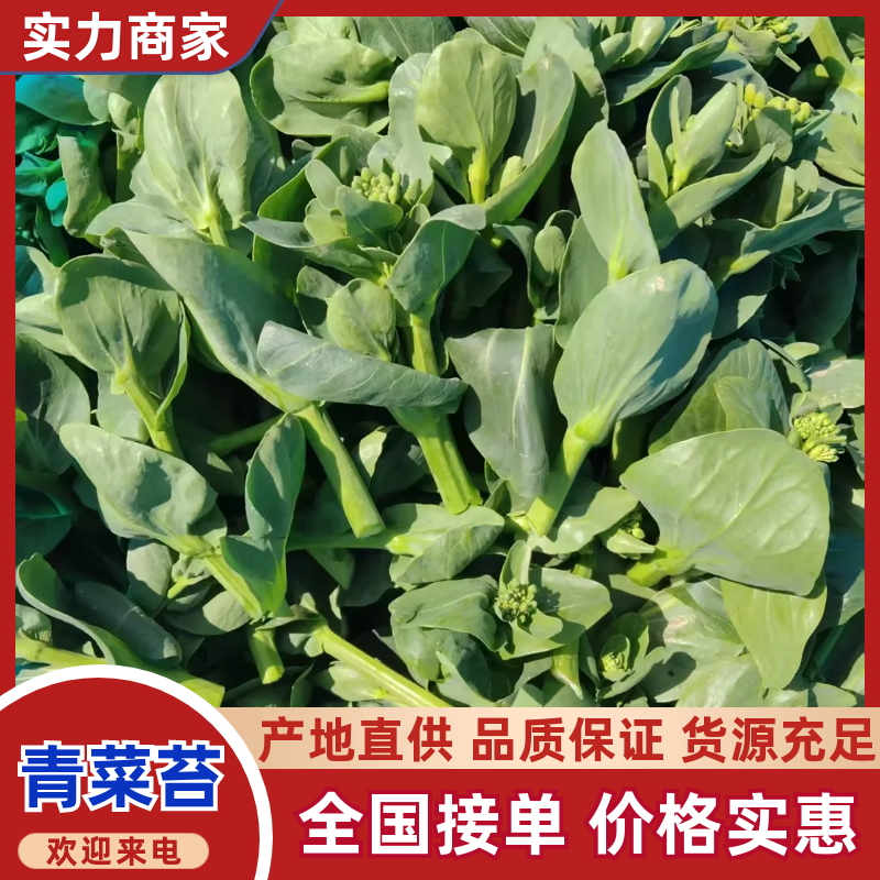 【推荐】青菜苔菜苔产地直发口感鲜嫩量大优惠