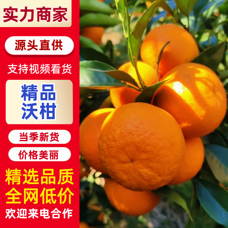 【精选】沃柑果园直采保质保量按需包装皮薄多汁