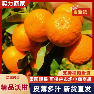 【实力供货】沃柑精品沃柑产地一手货源对接电商市场等