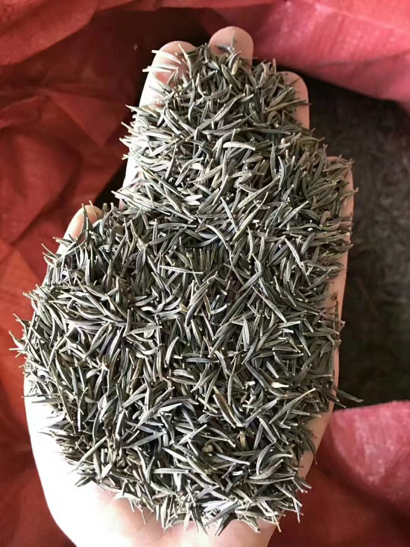 精品波斯菊种子多重人工分拣提取优质花种提供种植技术